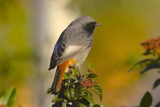 A black redstart Proinsias Mac an Bheatha