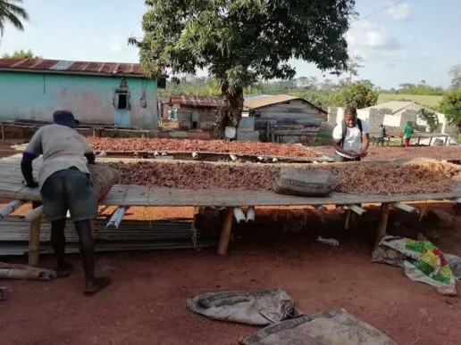 People working and sorting Cocoa pods