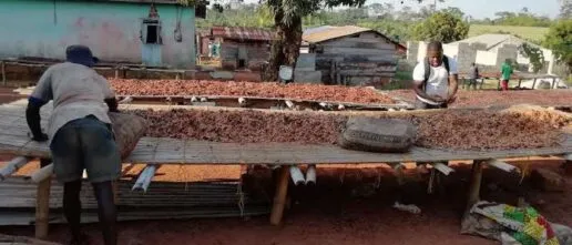 People working and sorting Cocoa pods
