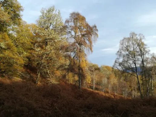 Lovely woodland at Buloit