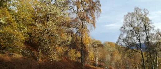Lovely woodland at Buloit