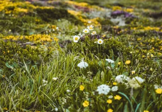 Daisies in a field
