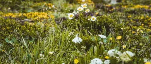 Daisies in a field