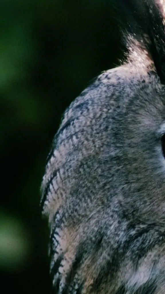 Clost up of an Owl