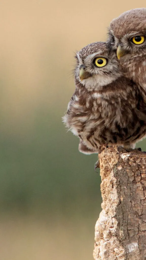 Two little owls