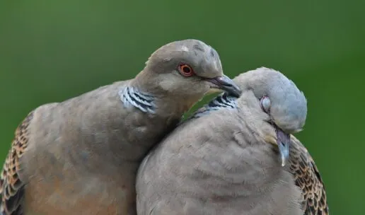 Two turtle doves