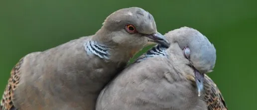 Two turtle doves