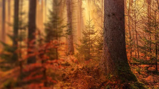 Trees in sun light