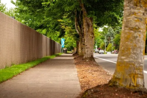 Trees in a street