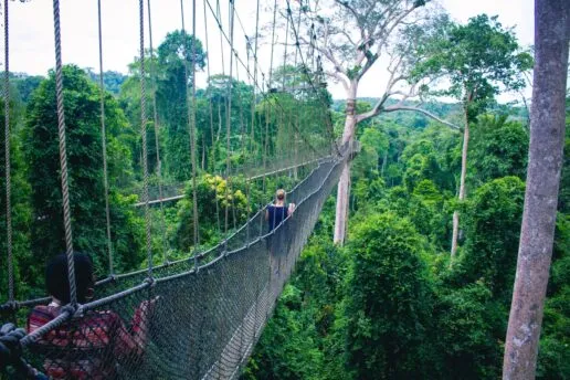 A canopy bridge in Ghana