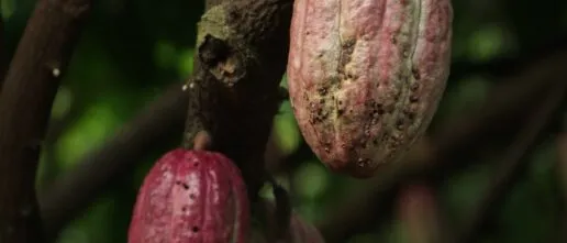 Some cocoa pods