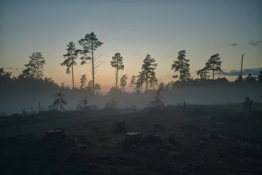 Misty day in deforested landscape