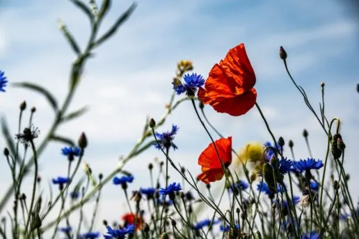 Red poppy in a field