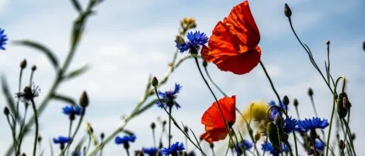 Red poppy in a field