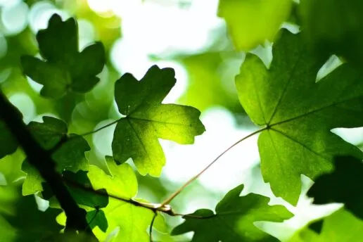Green leaves from below