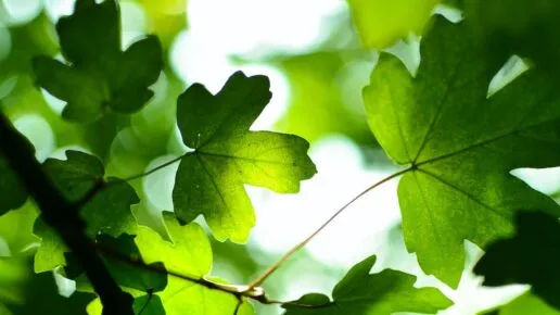 Green leaves from below