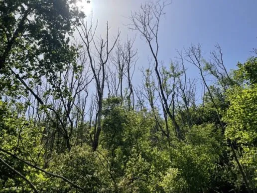 forest in leaf showing trees dying due to ash dieback