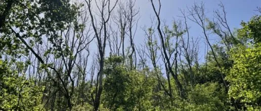 forest in leaf showing trees dying due to ash dieback