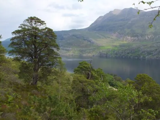 Green trees in the foreground, with a lake on the other side of the lak is a steep mountain