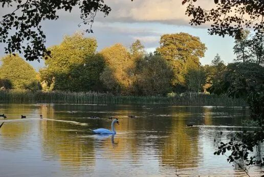 A white swan ona a lake with ducks behind reeds and autumnal trees behind