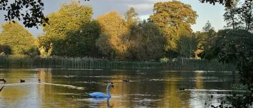 A white swan ona a lake with ducks behind reeds and autumnal trees behind