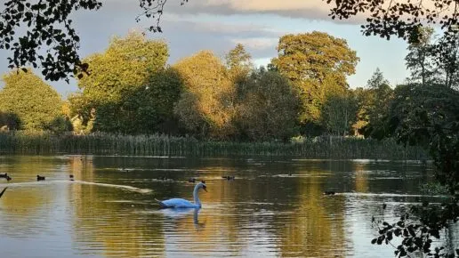 A white swan ona a lake with ducks behind reeds and autumnal trees behind