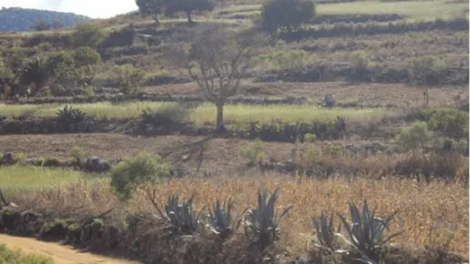 a dirt track with cactus growing at the side, behind is a gentle hilside with a few trees and grass