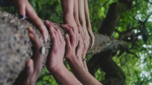 Different peoples hands resting on the trunk of a tree