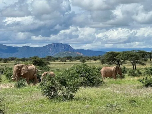 Elephants in Kenya