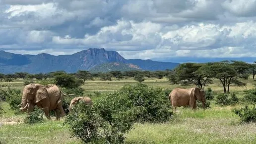 Elephants in Kenya