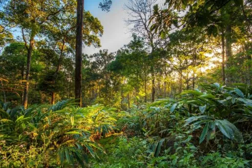 lush green Jungle and blue sky