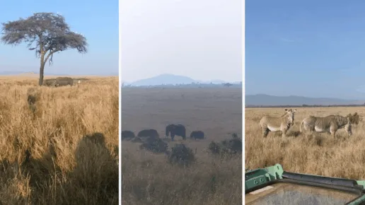 On the left is a group of white rhinos under a Vachellia tree; in the middle, a herd of African elephants; and on the right a pair of endangered Grévy's zebra.