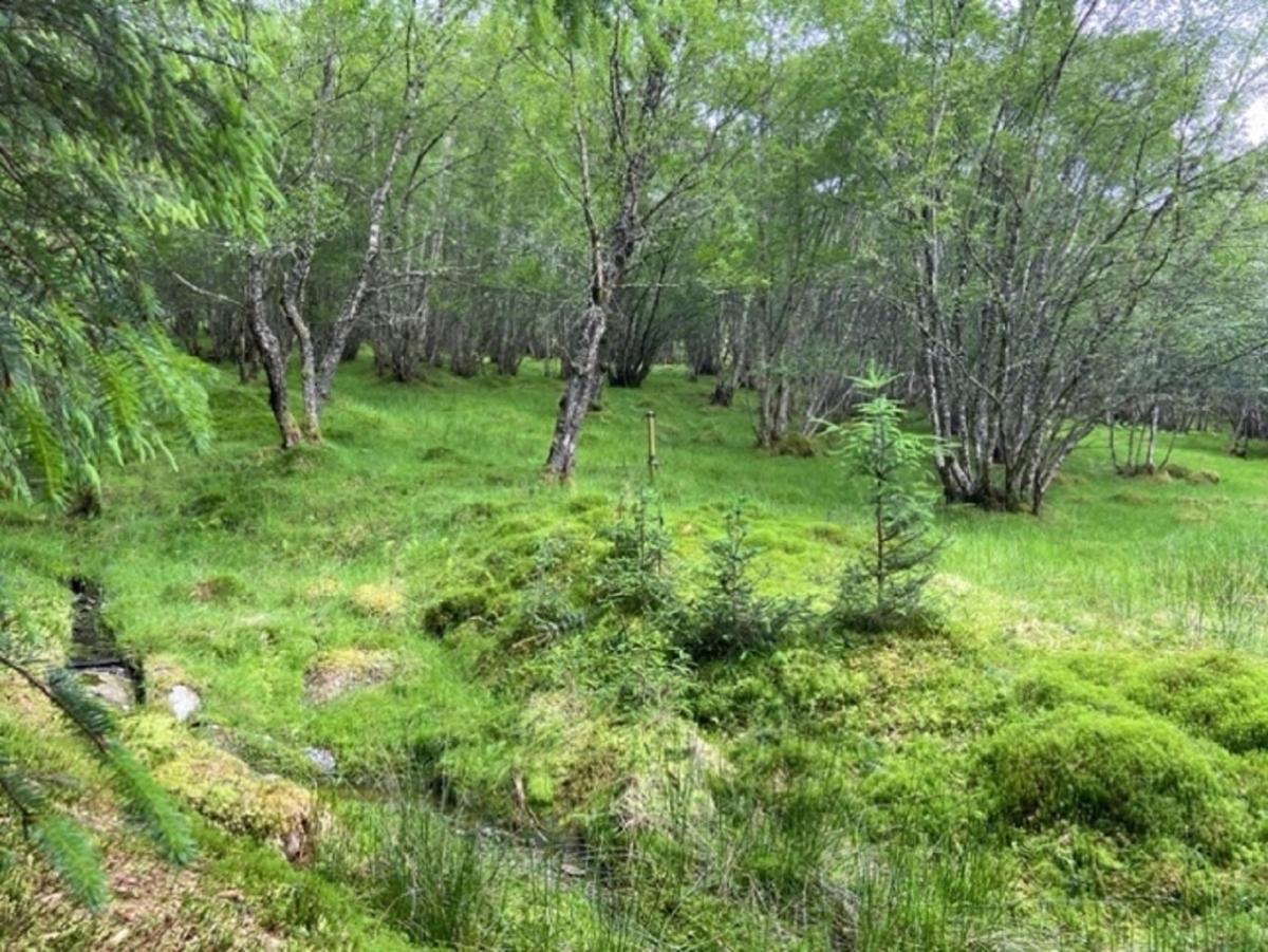A stream flows from left to the front of image, trees and grass with a few pine saplings