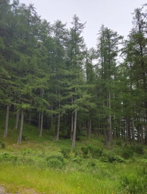 Pine tree forest on a slope