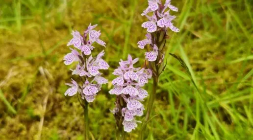 Three pink wildflowers and grass around them