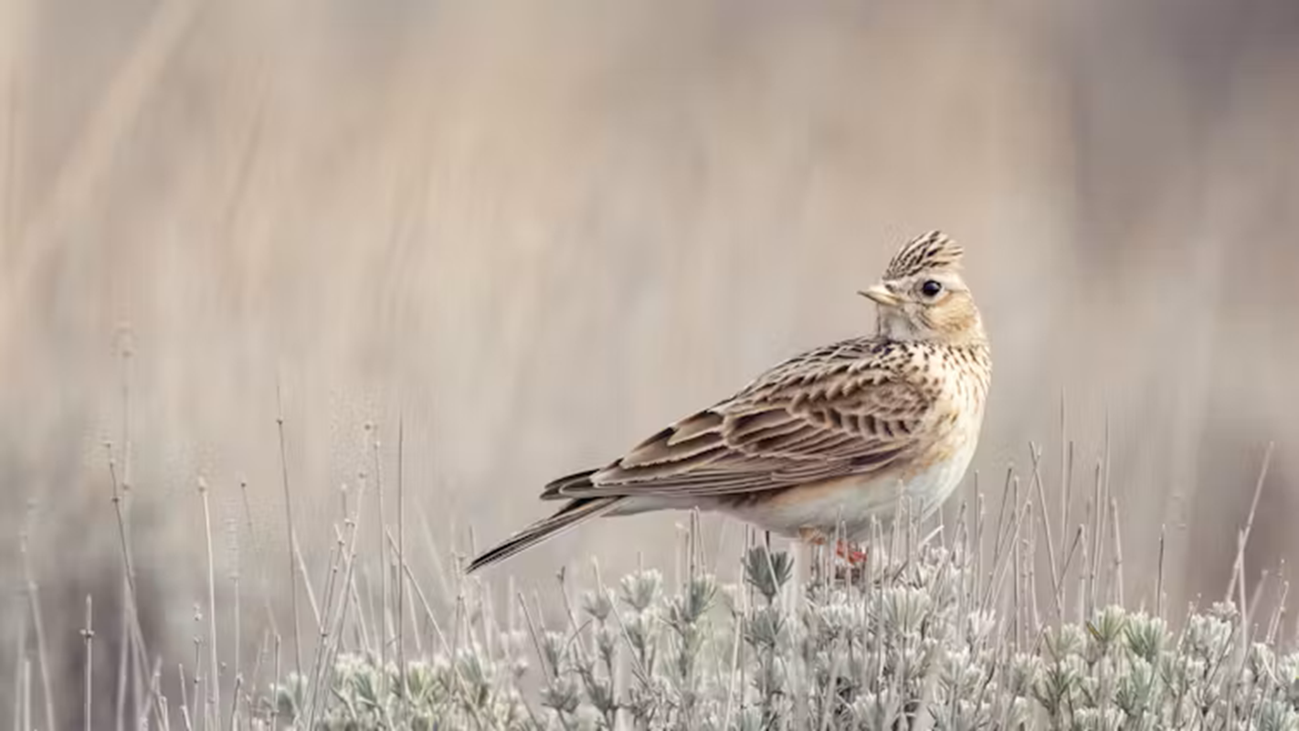 Nature-friendly farming budget swells in UK – but cuts elsewhere make recovery fraught