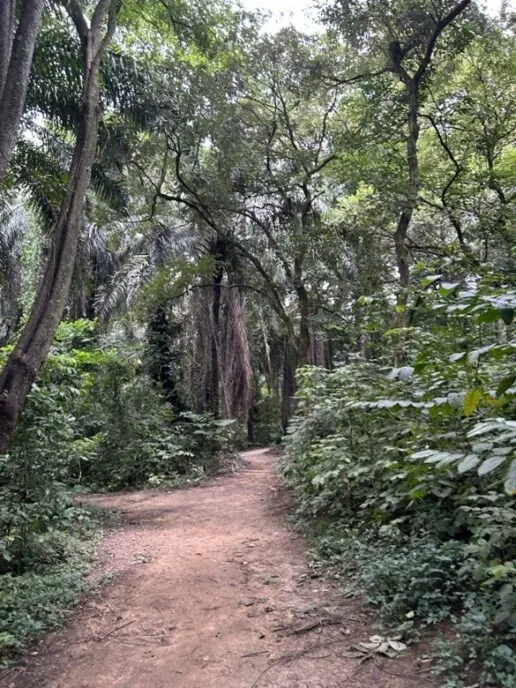 jungle trees lining a dirt path