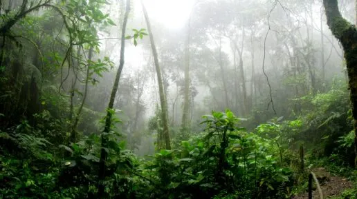 rrainforest in the fog