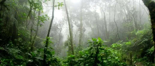 rrainforest in the fog