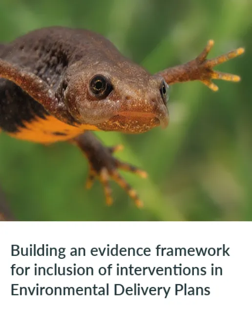 Great crested newt introduces our briefing on evidence assessment for EDPs