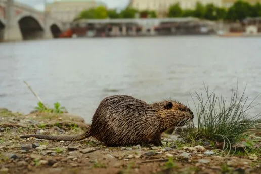 beaver on the banks of a river in an urban environment
