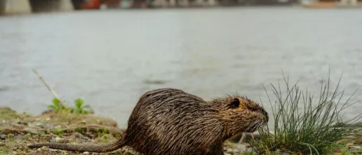 beaver on the banks of a river in an urban environment