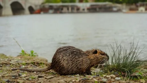 beaver on the banks of a river in an urban environment