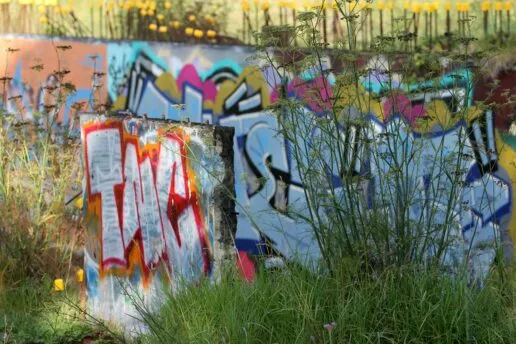 Graffiti wall behind grass and other plants