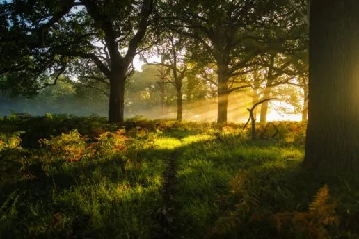 Grassy woodland with low sun shining through