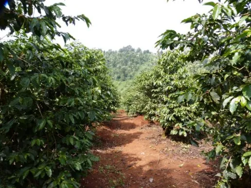 A dusty pathway between lush green coffee plants
