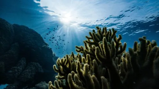 Photo of coral and fish looking up to the ocean surface and the sunlight beyond
