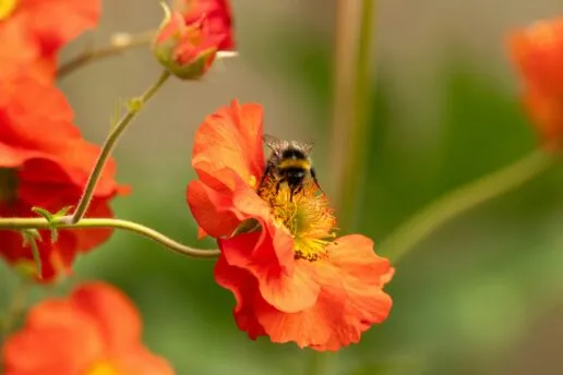 Close up of a geum flower with a bee gathering nectar