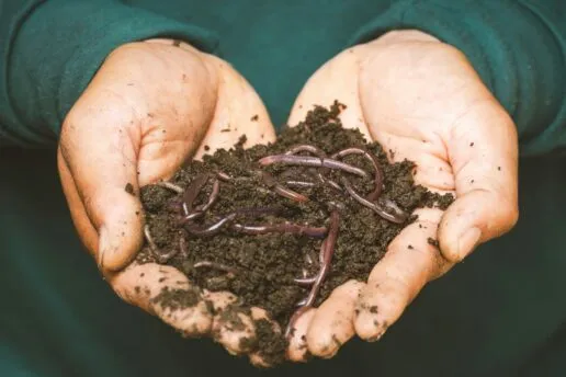 soil with earth worms visible in a person's cupped hands
