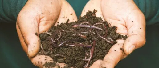soil with earth worms visible in a person's cupped hands